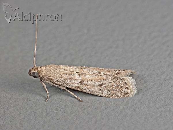 Scoparia manifestella