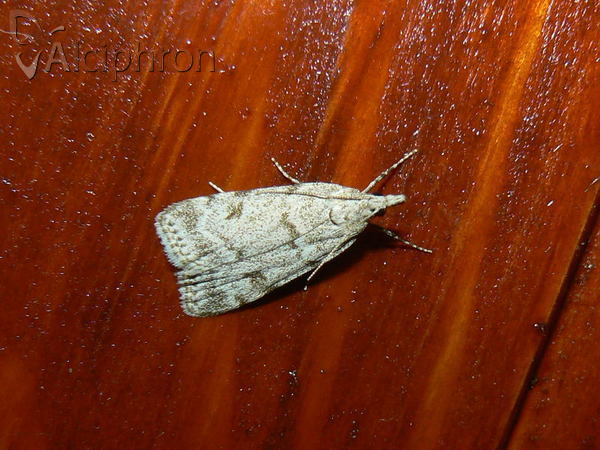 Scoparia subfusca