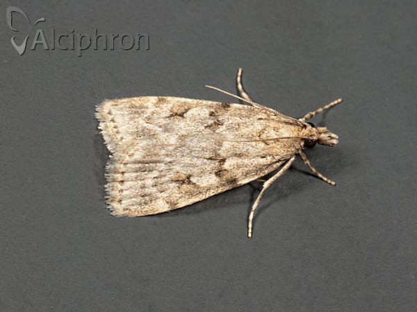Scoparia subfusca