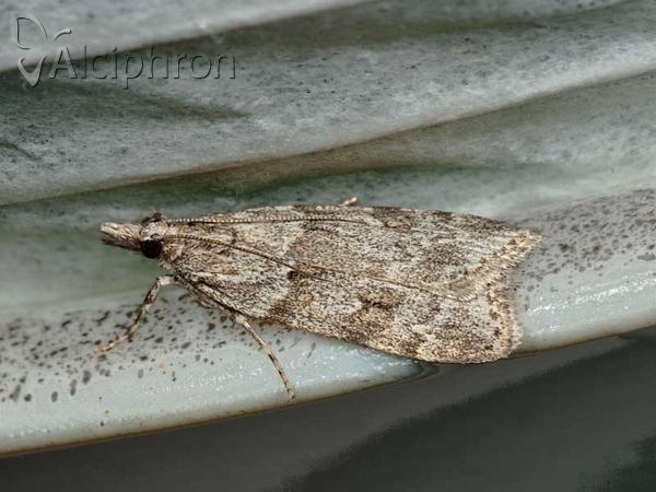 Scoparia subfusca