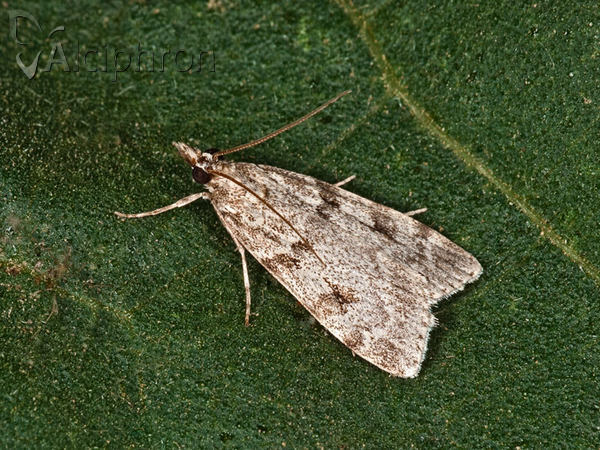 Scoparia subfusca