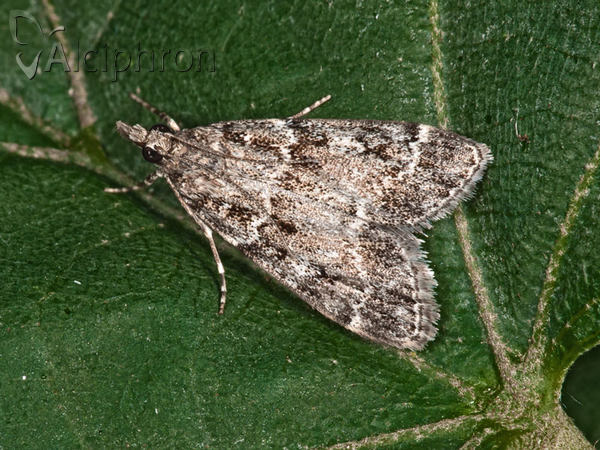 Scoparia subfusca