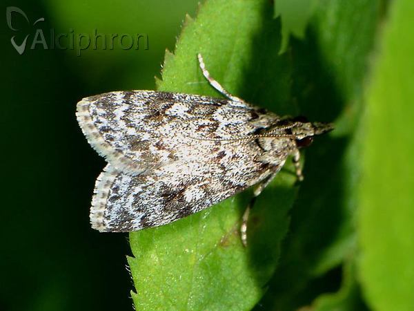 Scoparia basistrigalis