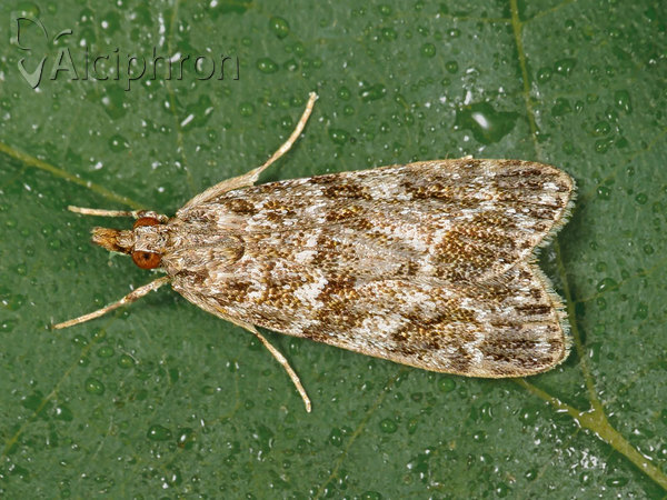 Scoparia basistrigalis