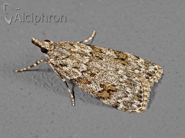 Scoparia basistrigalis