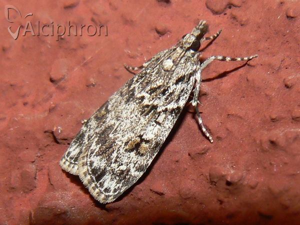 Scoparia basistrigalis