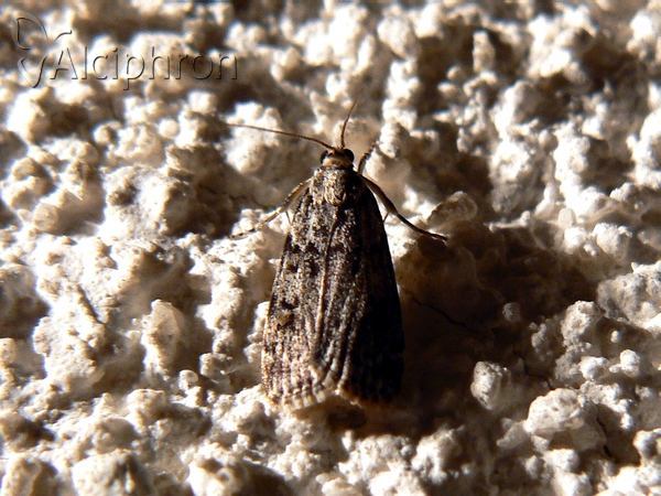 Scoparia basistrigalis