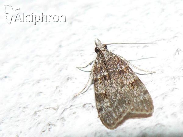 Scoparia ambigualis