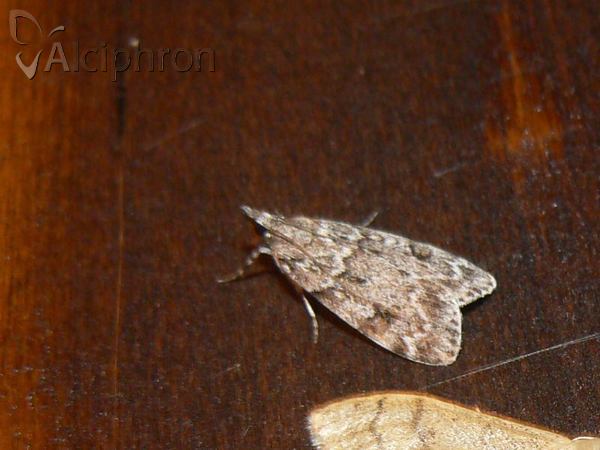 Scoparia ambigualis