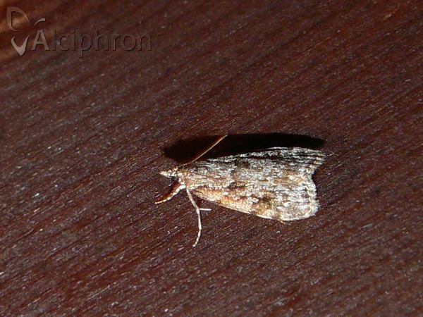 Scoparia ambigualis