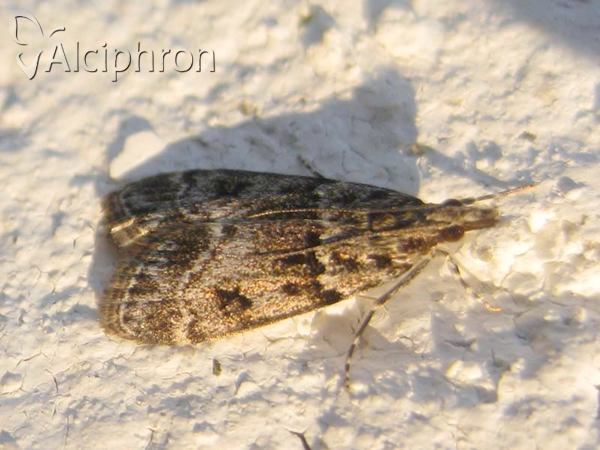 Scoparia ambigualis