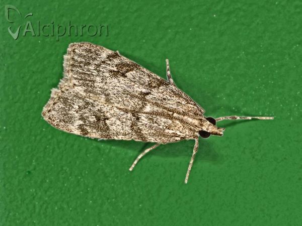 Scoparia ambigualis