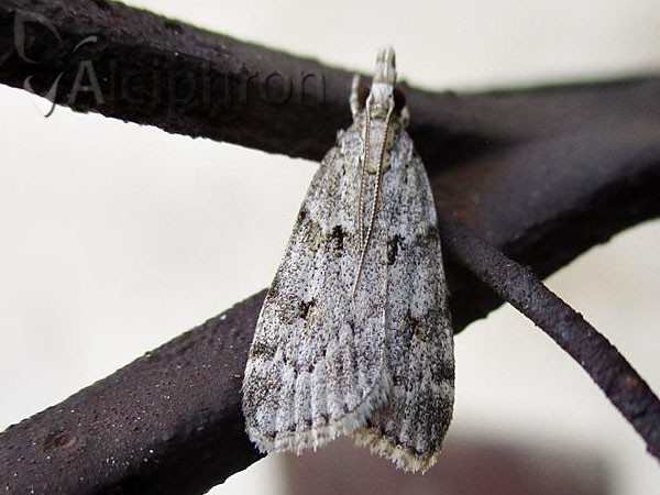Scoparia ambigualis