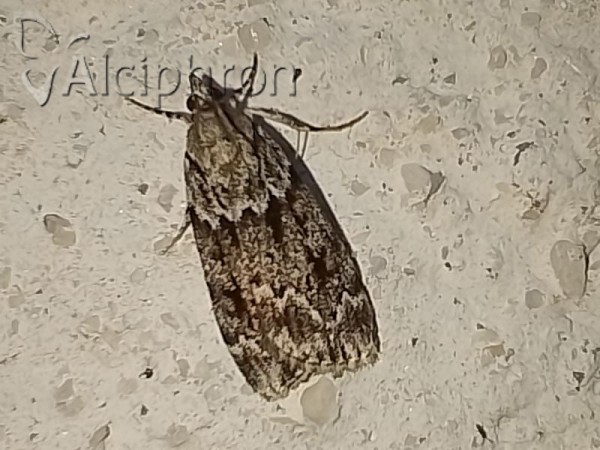Scoparia ambigualis