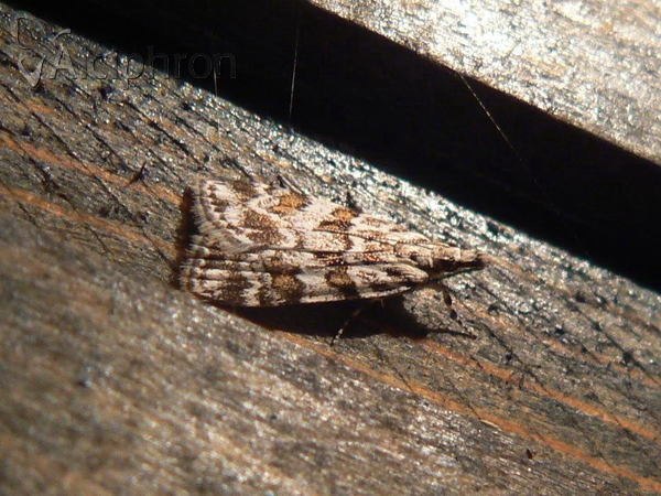 Scoparia pyralella