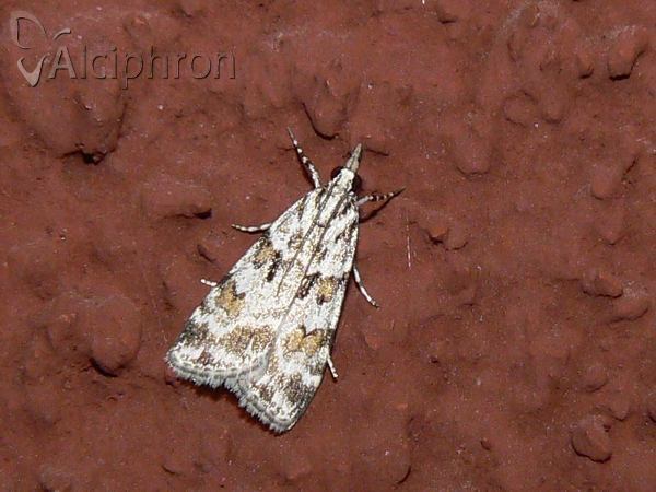 Scoparia pyralella