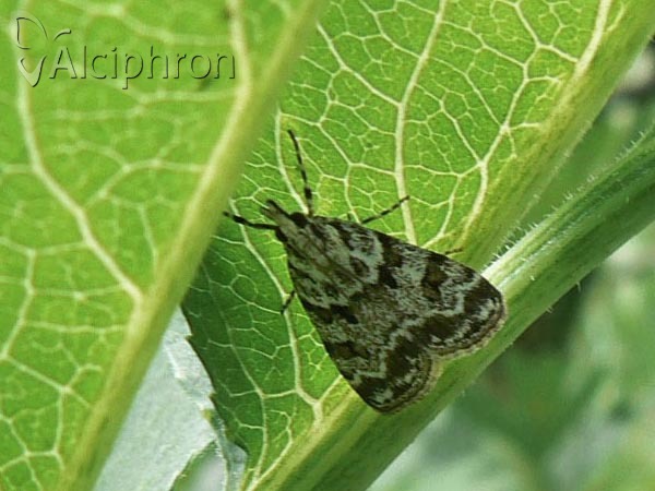 Scoparia pyralella