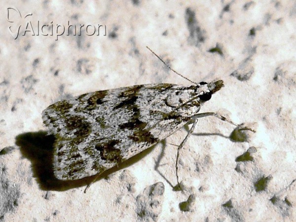 Scoparia pyralella