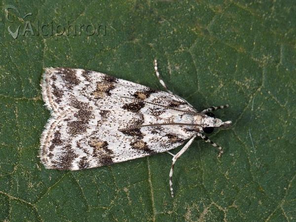 Scoparia pyralella