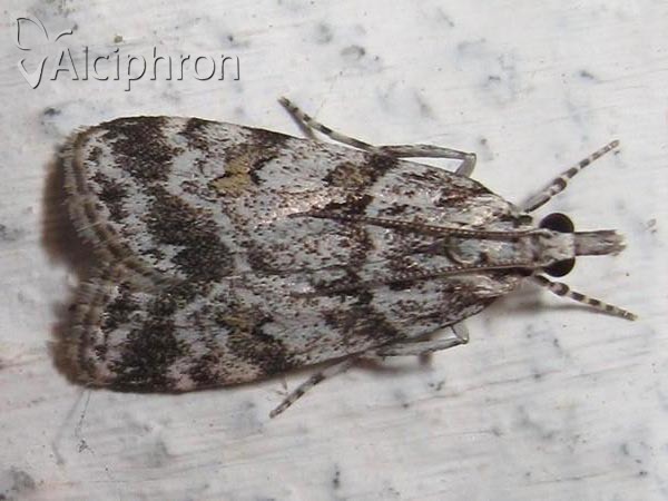 Scoparia pyralella