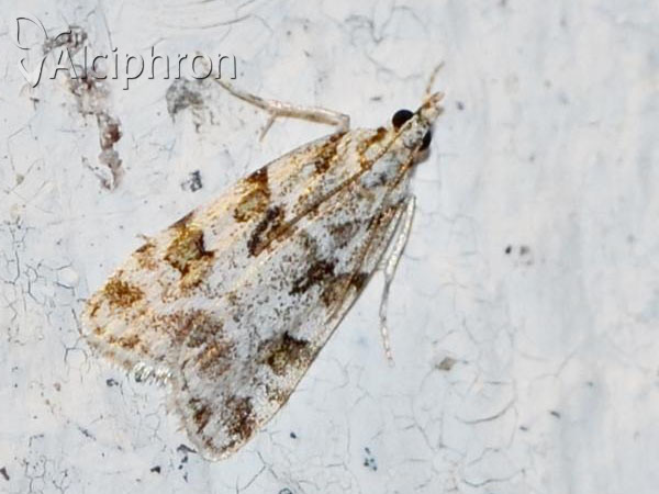 Scoparia pyralella