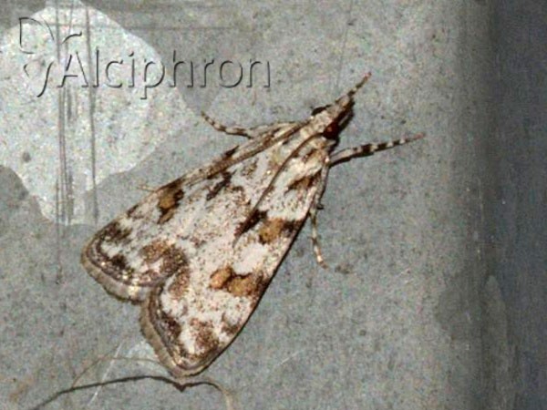 Scoparia pyralella