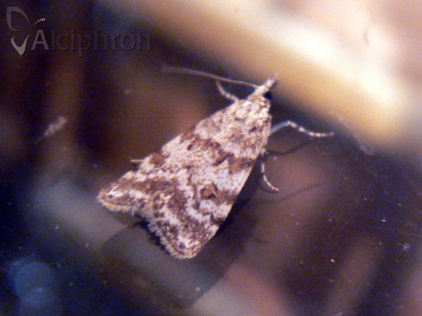 Scoparia ingratella
