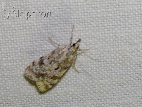 Scoparia ingratella