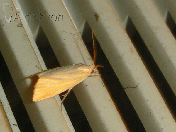 Cholius luteolaris