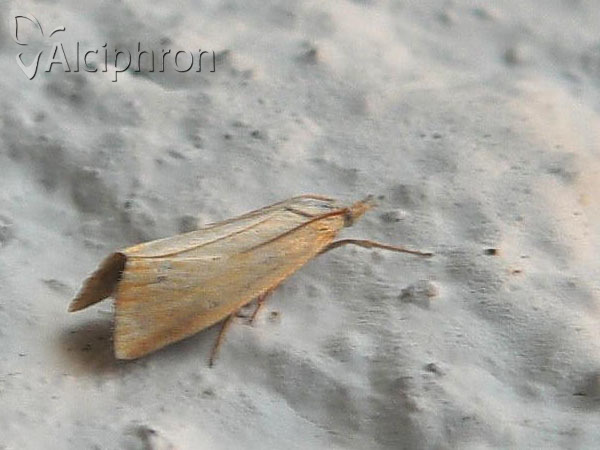 Cholius luteolaris