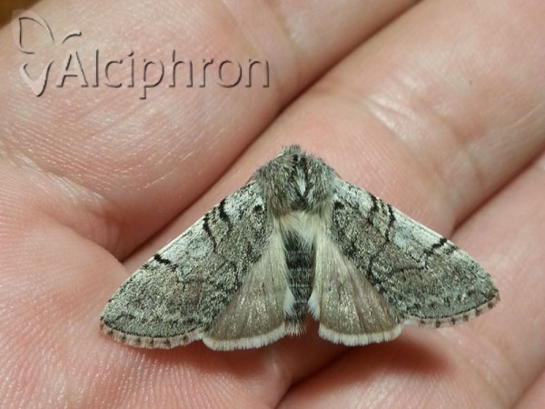 Achlya flavicornis