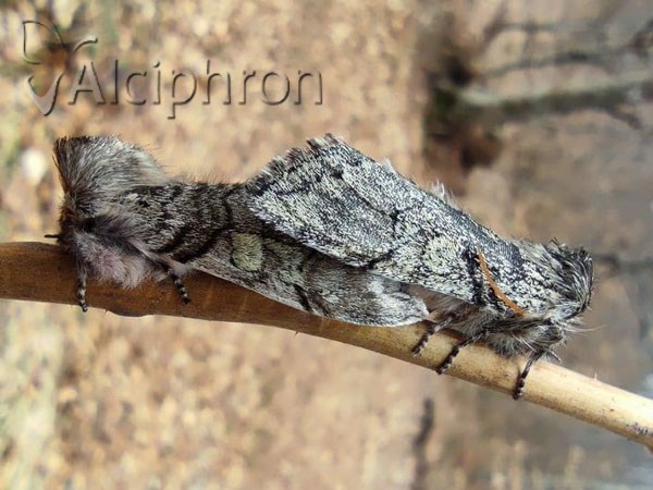 Achlya flavicornis