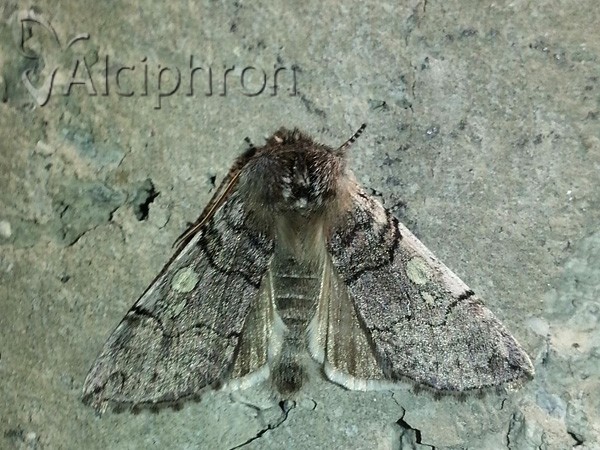 Achlya flavicornis