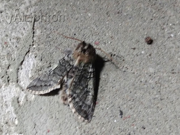 Achlya flavicornis