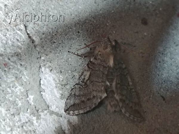 Achlya flavicornis