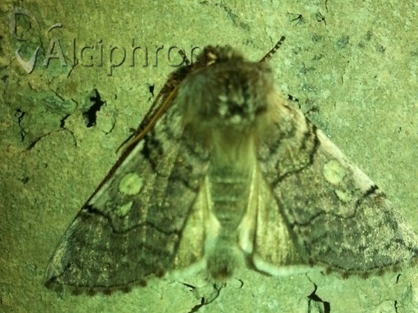 Achlya flavicornis