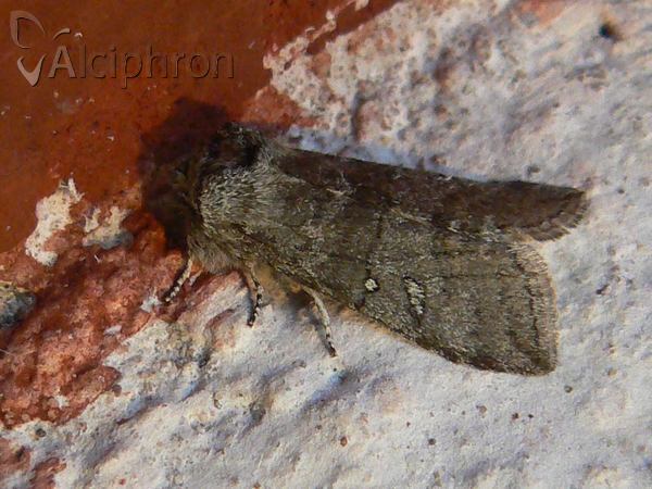 Asphalia ruficollis