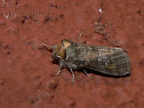 Asphalia ruficollis