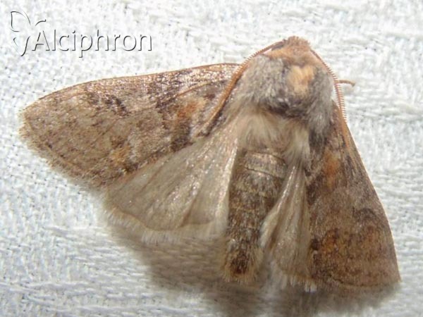 Asphalia ruficollis