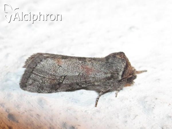 Asphalia ruficollis