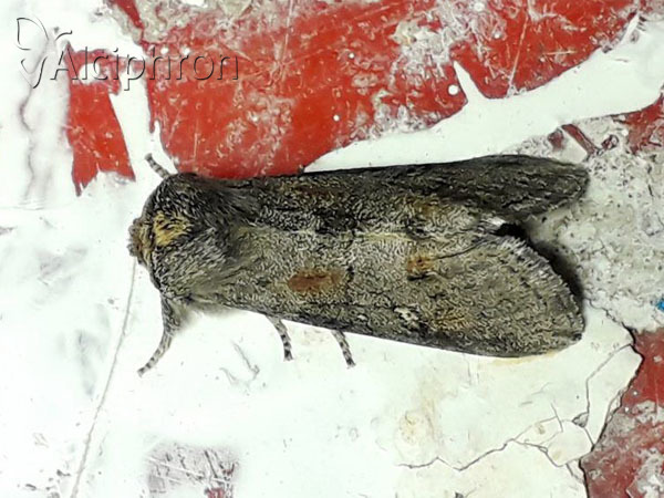Asphalia ruficollis