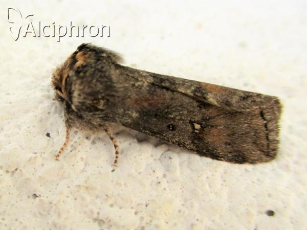 Asphalia ruficollis
