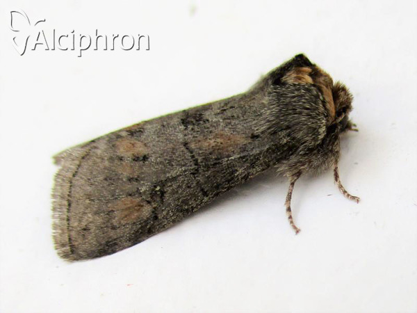 Asphalia ruficollis