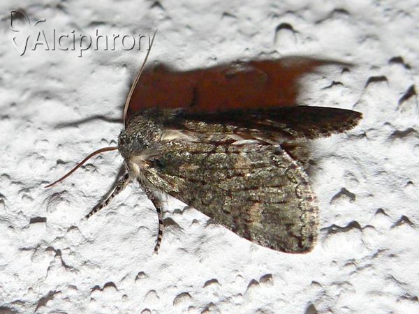 Polyploca ridens