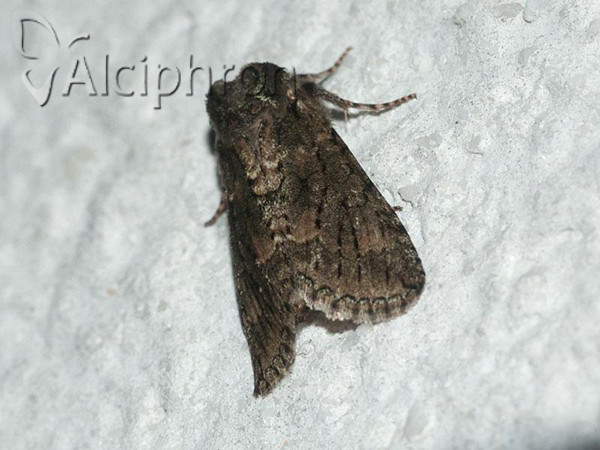 Polyploca ridens