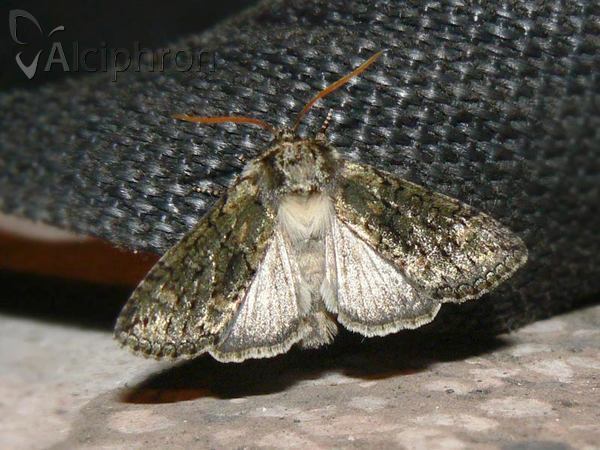 Polyploca ridens