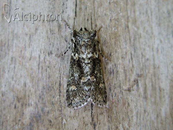 Polyploca ridens