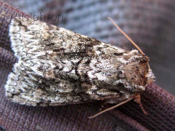 Polyploca ridens