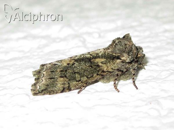 Polyploca ridens