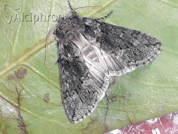Polyploca ridens